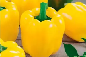 Рассада Перец желтый "Барон"