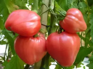 Рассада томат розовый "Бычье сердце" 2 кат основ низкие