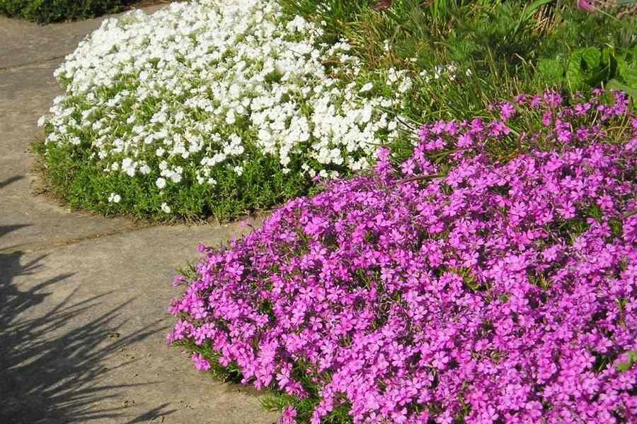 Флокс шиловидный (Phlox subulata) 5шт — изображение 2
