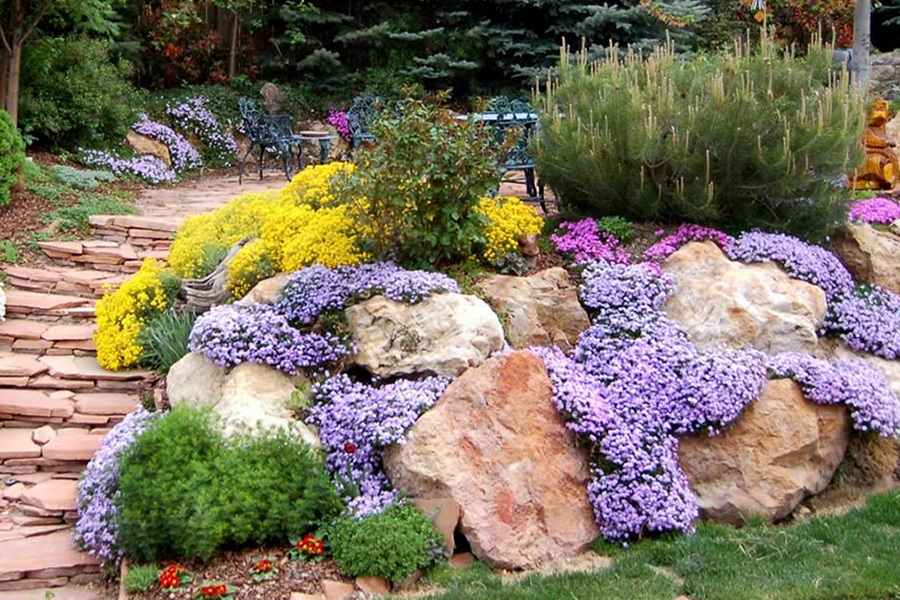 Флокс шиловидный (Phlox subulata) 5шт
