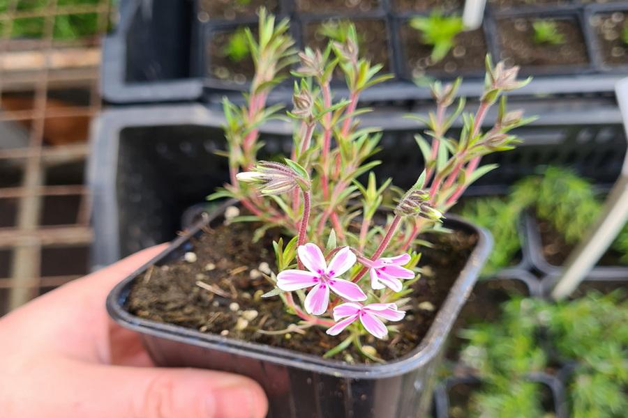 Флокс шиловидный розовый (Phlox subulata) рассада 10шт — изображение 2
