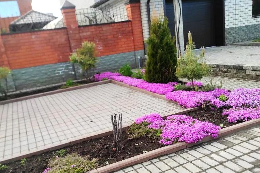Флокс шиловидный розовый (Phlox subulata) рассада 10шт