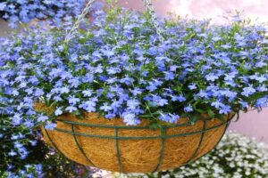 Лобелия Regatta Midnight Blue F1
