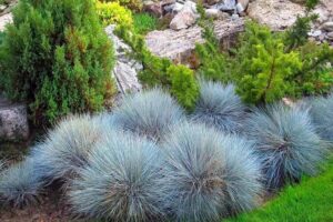 Рассада - Овсяница сизая (Festuca glauca)