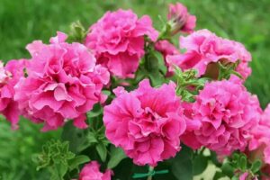 Петуния махровая Дабл Каскад Пинк (Double Cascade Pink)