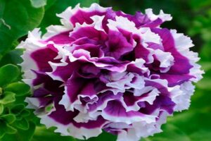 Петуния махровая Пируэтт Парпл (Pirouette Purple)