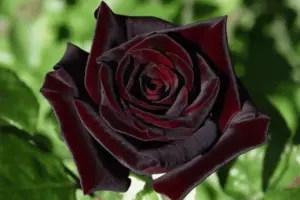 Роза «Черная королева» (Black Queen).