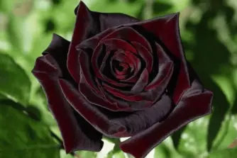 Роза «Черная королева» (Black Queen).