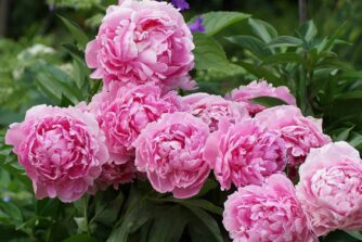 Пион розовый Сара Бернар (Sarah Bernhardt)