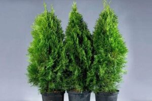 Туя западная Смарагд (Smaragd) Саженцы 30-40-50 см.